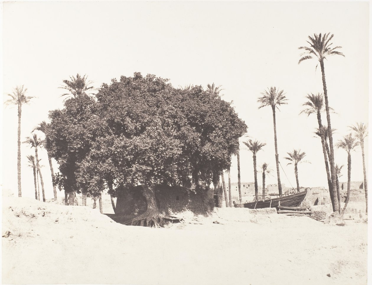 Esneh, Date Palms, Sycamore ja Kahvi Niilin reunalla, 1851-52, painettu 1853-54. tekijältä Félix Teynard