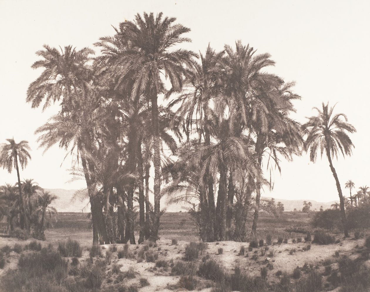 Karnak, Ryhmä taatelipalmuja nähtynä pisteestä A, 1851-52, painettu 1853-54. tekijältä Félix Teynard