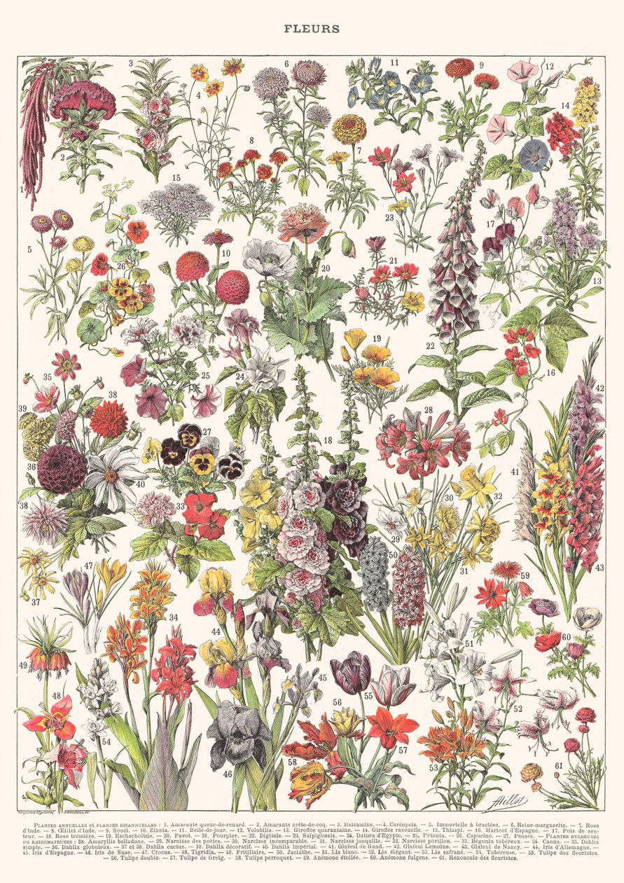 Fleur I – ASTER EDITION, 2023 (digitaalinen) tekijältä Florent Bodart