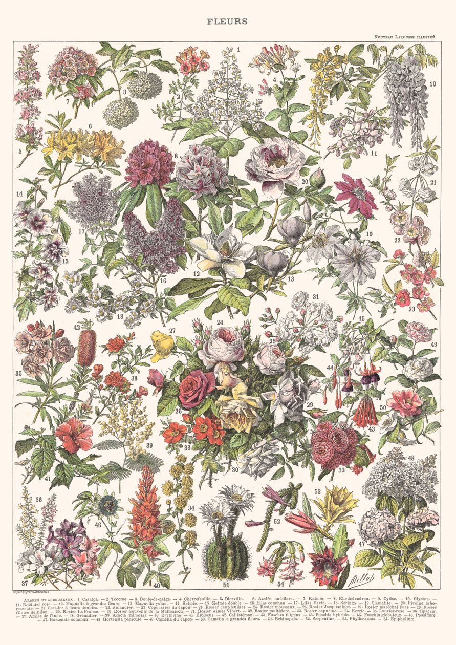 Flowers II – ASTER EDITION, 2023 (digitaalinen) tekijältä Florent Bodart