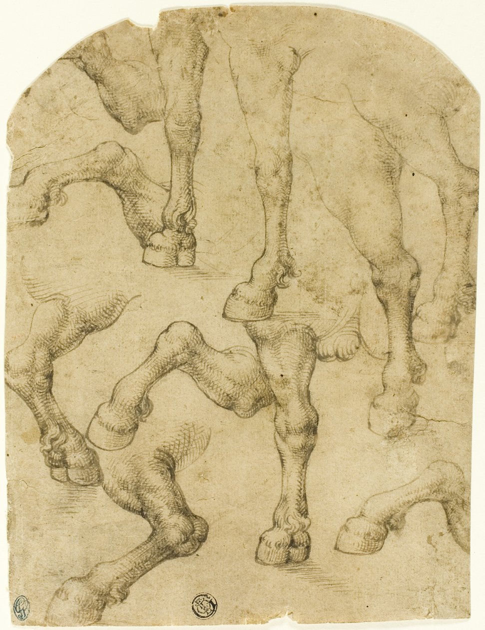 Luonnoksia hevosten (tai dromedaarien) jaloista (etusivu); pylväitä (kääntöpuoli). tekijältä Follower of Leonardo da Vinci