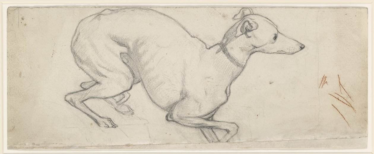 Vinttikoiran tutkimus (grafiitti luonnonvalkoiselle paperille) tekijältä Ford Madox Brown