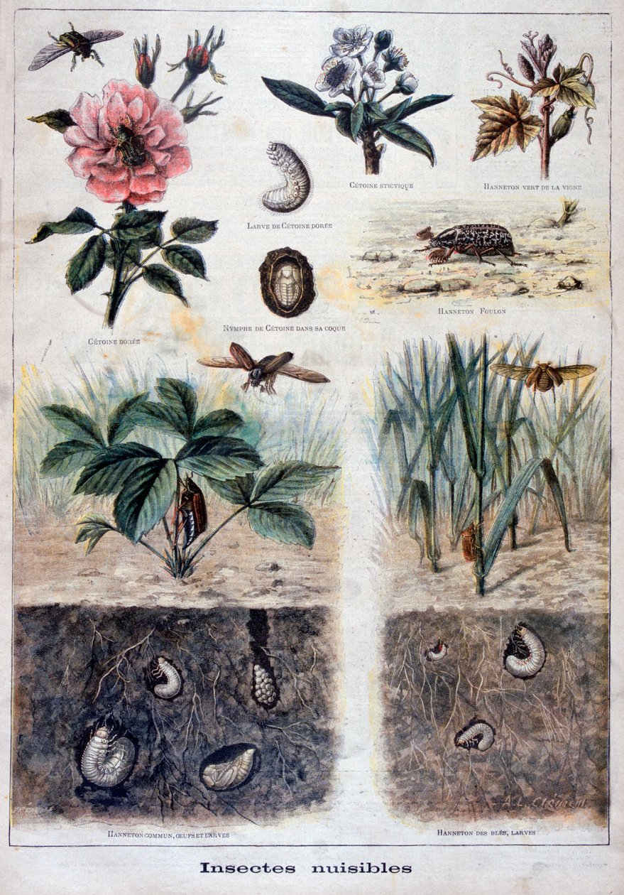 Haitalliset hyönteiset, 1897 tekijältä Fortuné Méaulle