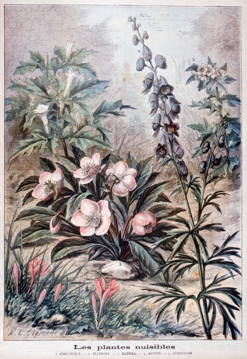 Haitalliset kasvit, 1897 tekijältä Fortuné Méaulle