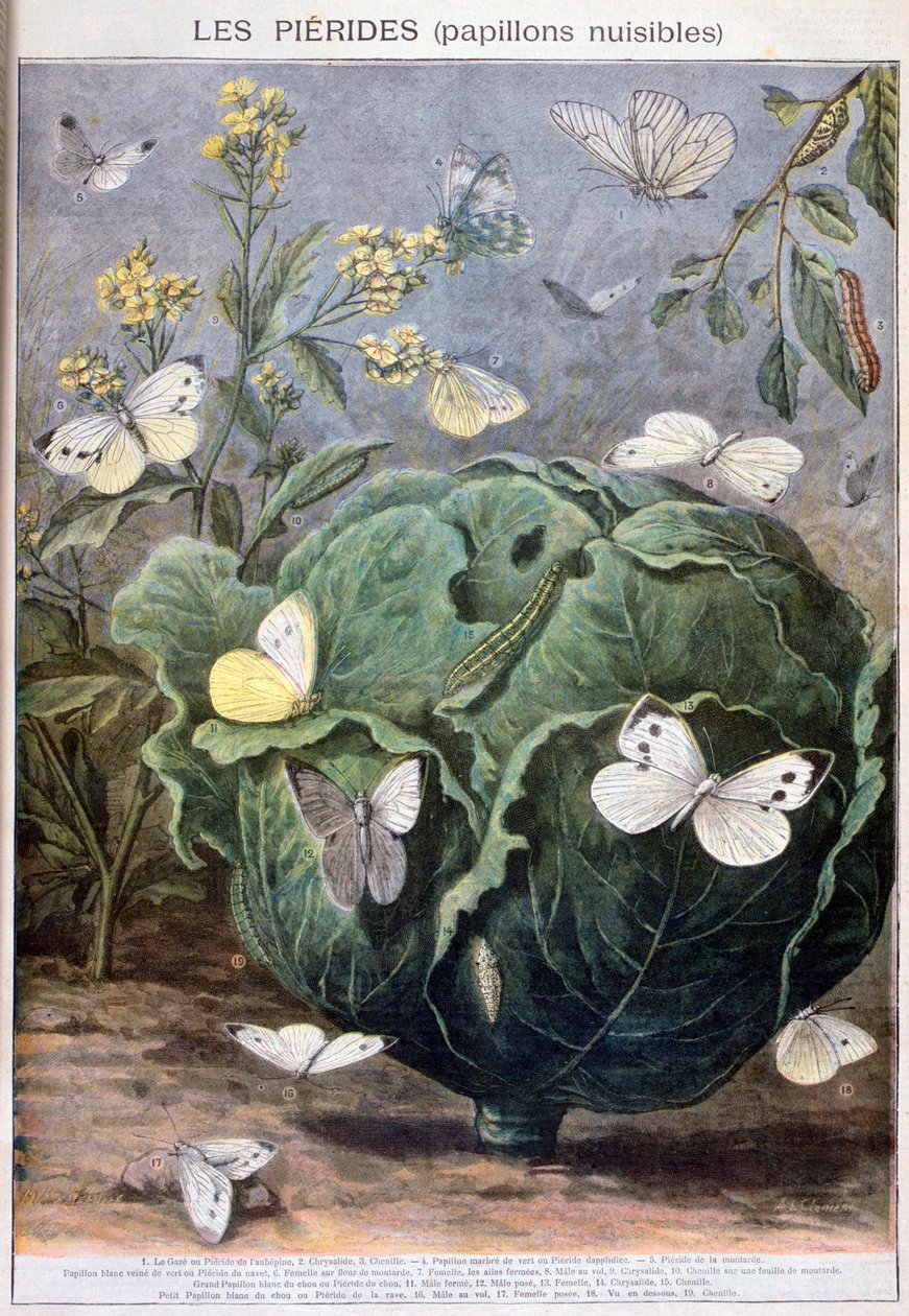 Pierid perhoset, 1897 tekijältä Fortuné Méaulle