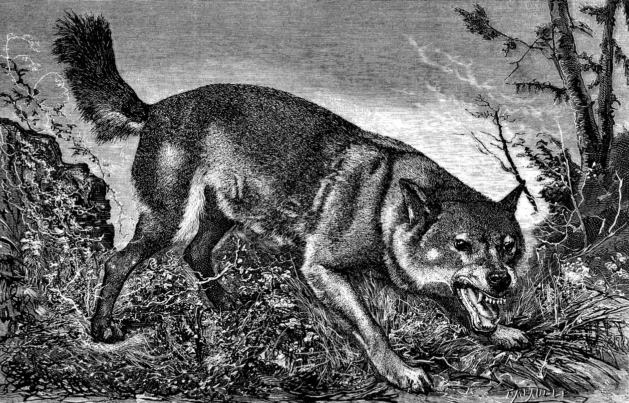 Feroce-susi, vihainen, hampaat esillä, hampaat näkyvissä - Meaullen kaiverrus "La chasse illustree" -lehdessä nro 27, 5. helmikuuta 1870 - tekijältä Fortune Louis Meaulle
