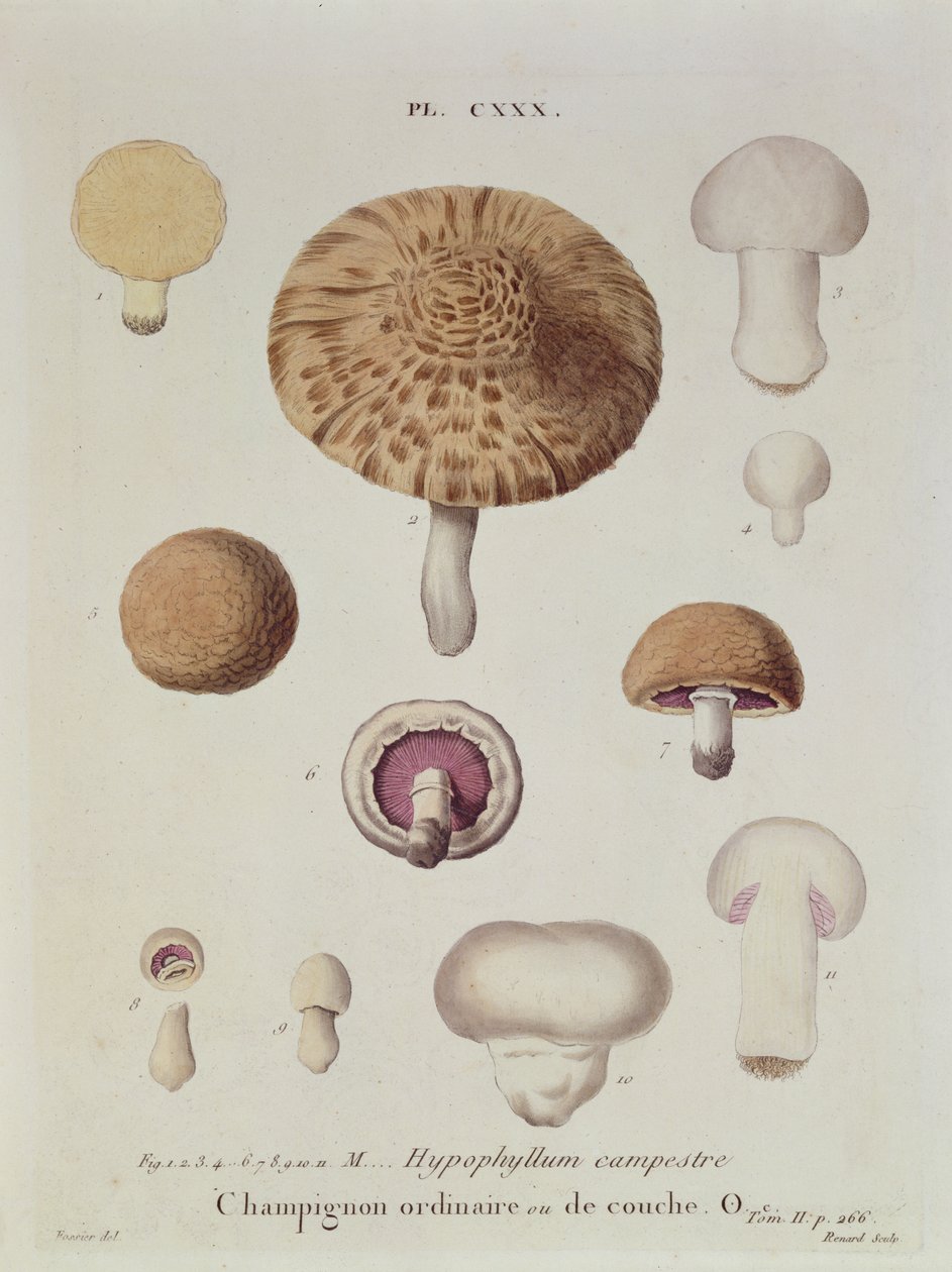 Hypophyllum campestre tai peltosieni, levy 130 julkaisusta Iconographie des Champignons de J.J. Paulet
