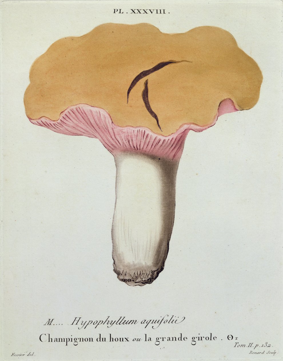 Hyprophyllum aquifolii, levy 38 J. H. Leveillen julkaisusta "Iconographie des Champignons de J. J. Paulet", kaiverrus Renard, 1855 tekijältä Fossier