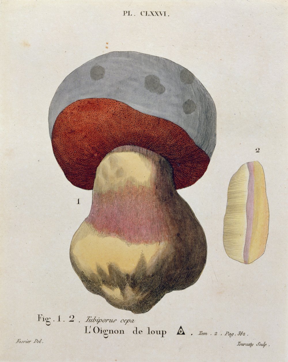 Tubiporus cepa, levy 176 J. H. Leveillen teoksesta "Iconographie des Champignons de J.J. Paulet", kaiverrus Tourcaty, 1855 tekijältä Fossier