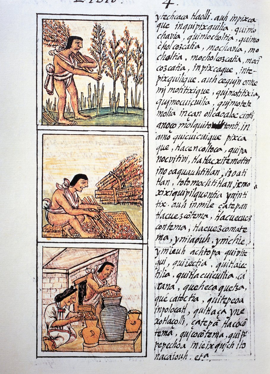 Kohtauksia talonpojan elämästä, vehnän sadonkorjuu, siementen poistaminen matolla ja varastointi purkkeihin, teksti nahuatilla, faksimilesta Bernardino de Sahagunin käsikirjoituksesta General History of Things of New Spain, joka tunnetaan myös nimellä Flor tekijältä Fra Bernadino da Sahagun