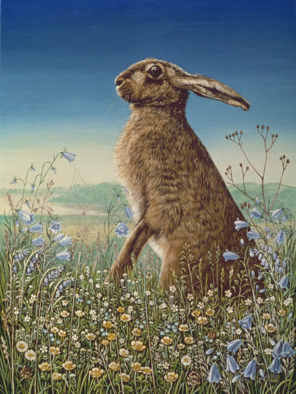 Jänis, 1984 (öljy ja tempera paneelissa) tekijältä Frances Broomfield