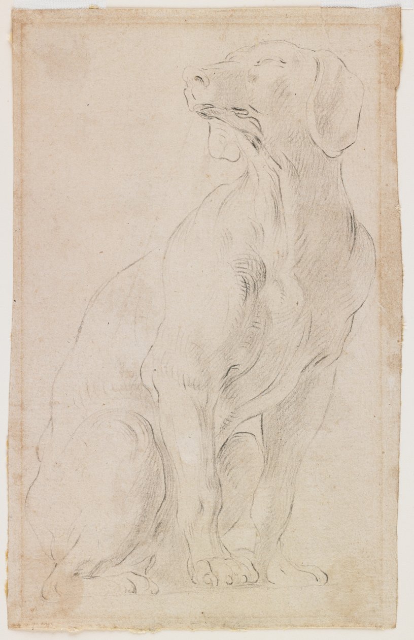 Istuva koira, 1710-15 (musta liitu paperille) tekijältä Francesco Solimena