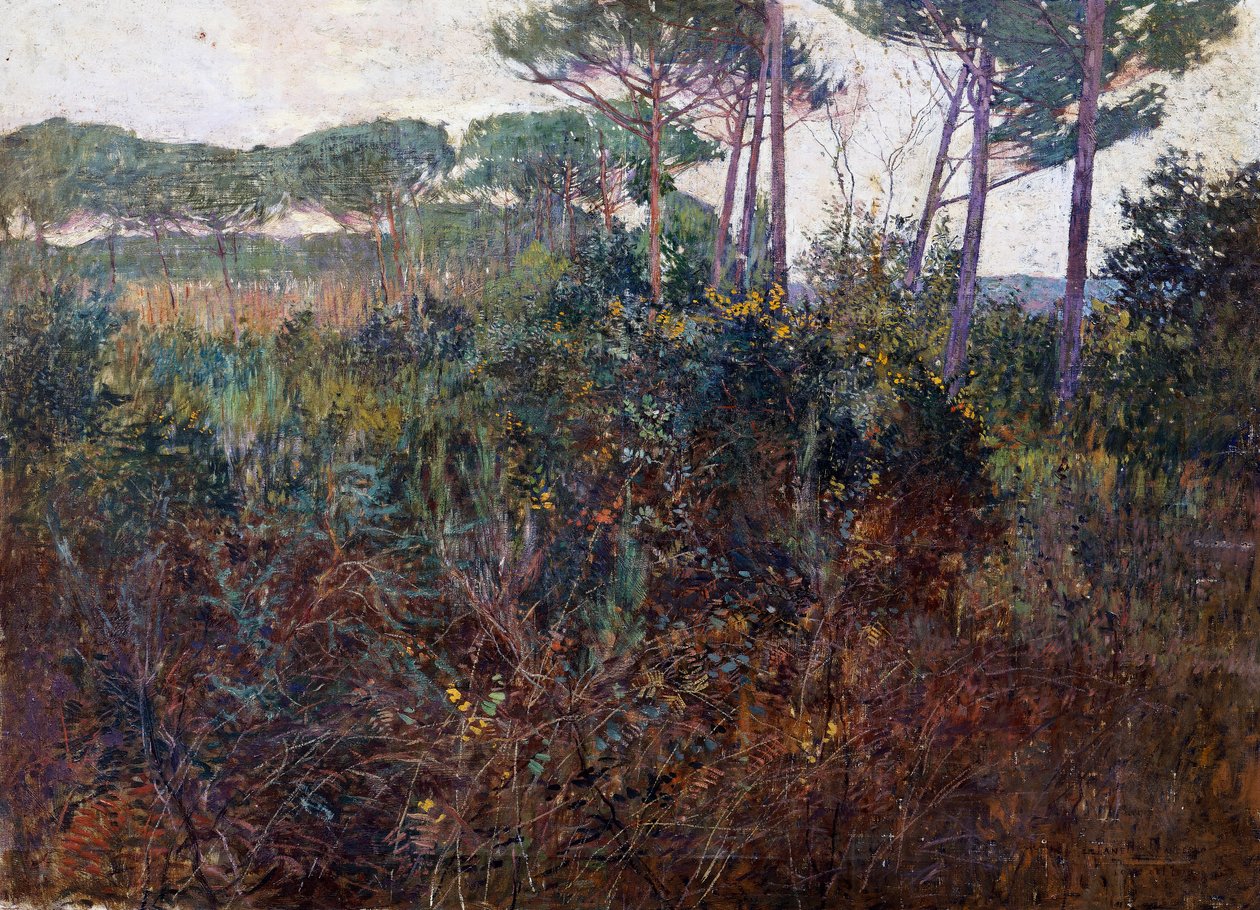 Pinewoods Torre del Lagossa tekijältä Francesco Fanelli