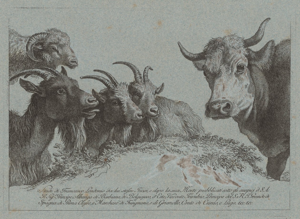 Estudi de caps: tres cabres, un bou i un carnero, publicat c. 1783. finlandès tekijältä Francesco Londonio