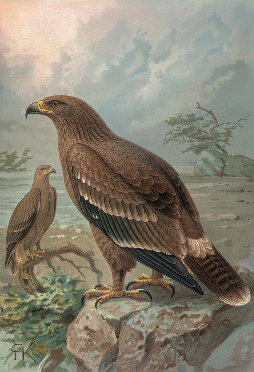GRABADO-AGUILA DE NEPAL-HEMBRAS-AQUILA NIPALENSIS tekijältä Francia