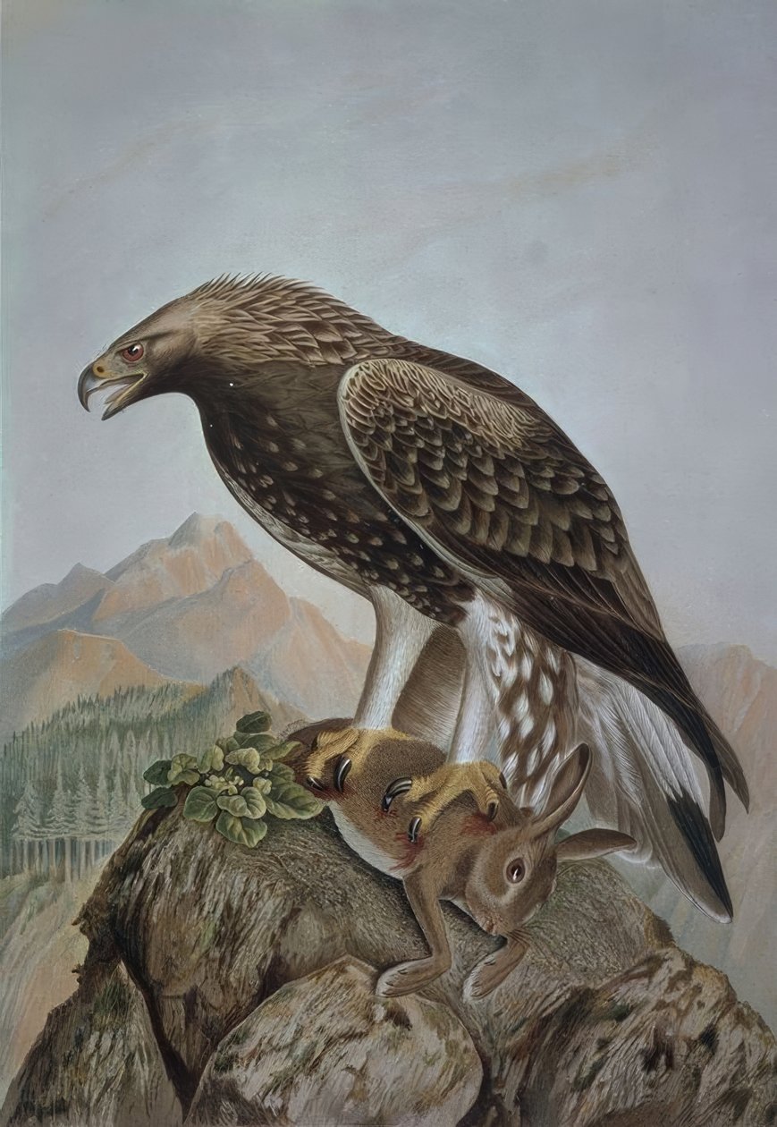 GRABADO-AGUILA LEONADA-MACHO JOVEN – AQUILA CHRYSAETOS tekijältä Francia