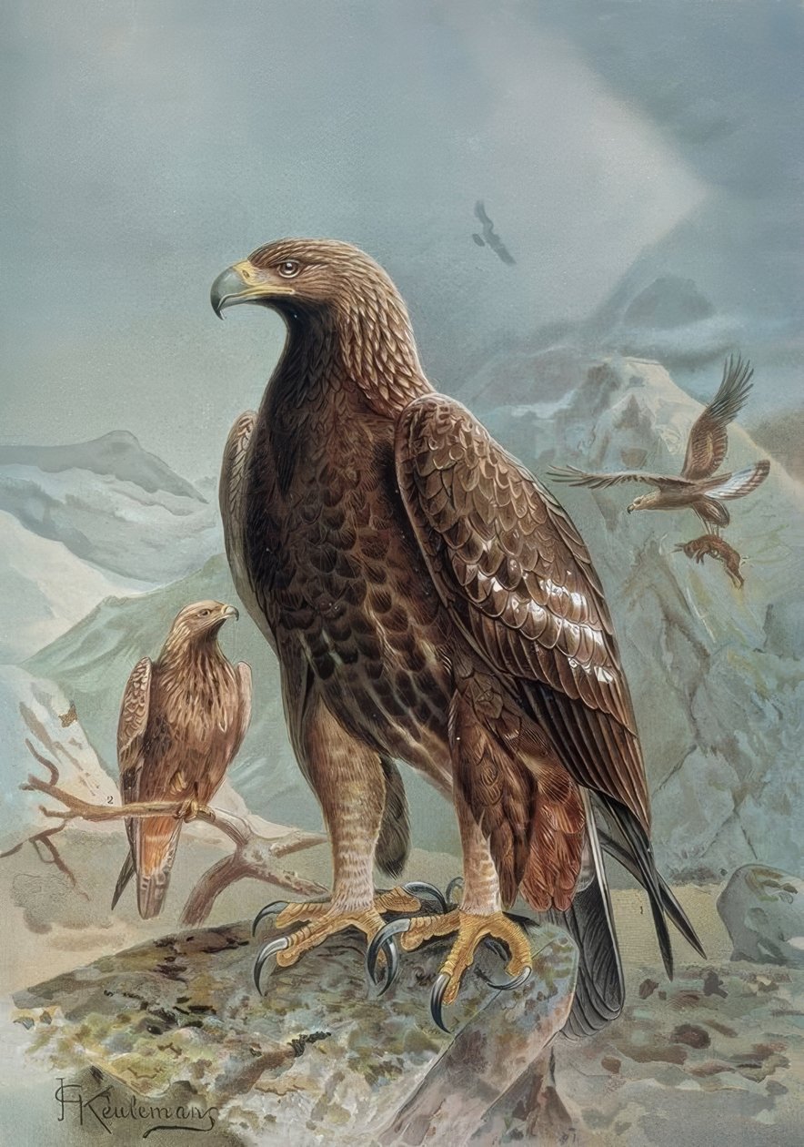 GRABADO-AGUILA SALVAJE O LEONADA-HEMBRA ADULTA Y JOVEN tekijältä Francia