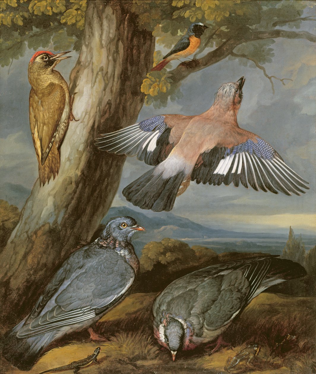 Jay, vihreä tikka, kyyhkyset ja punakirkko, n. 1650 tekijältä Francis Barlow