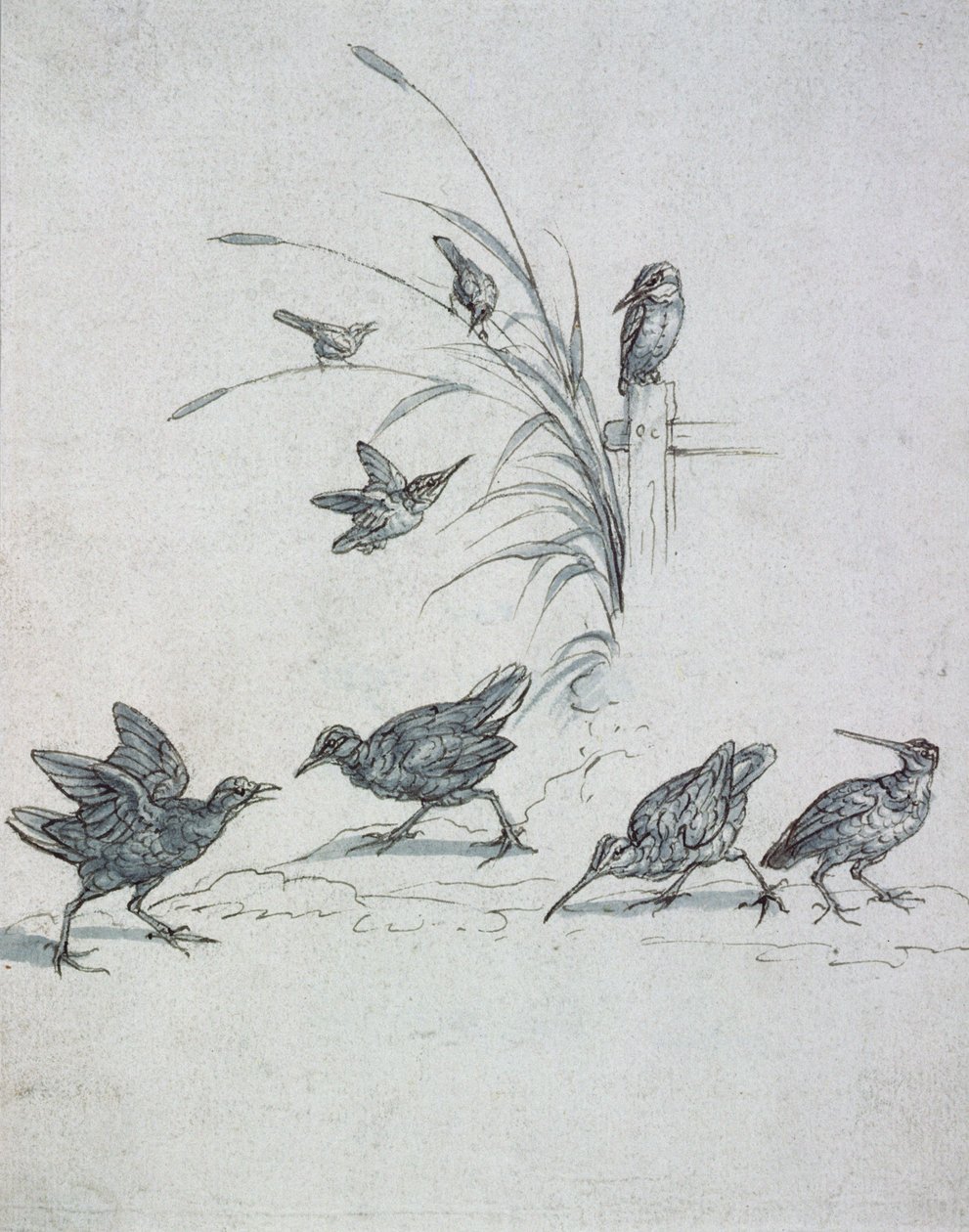 Kingfishers, Curlew ja muut linnut, 1600-luku (piirustus) tekijältä Francis Barlow