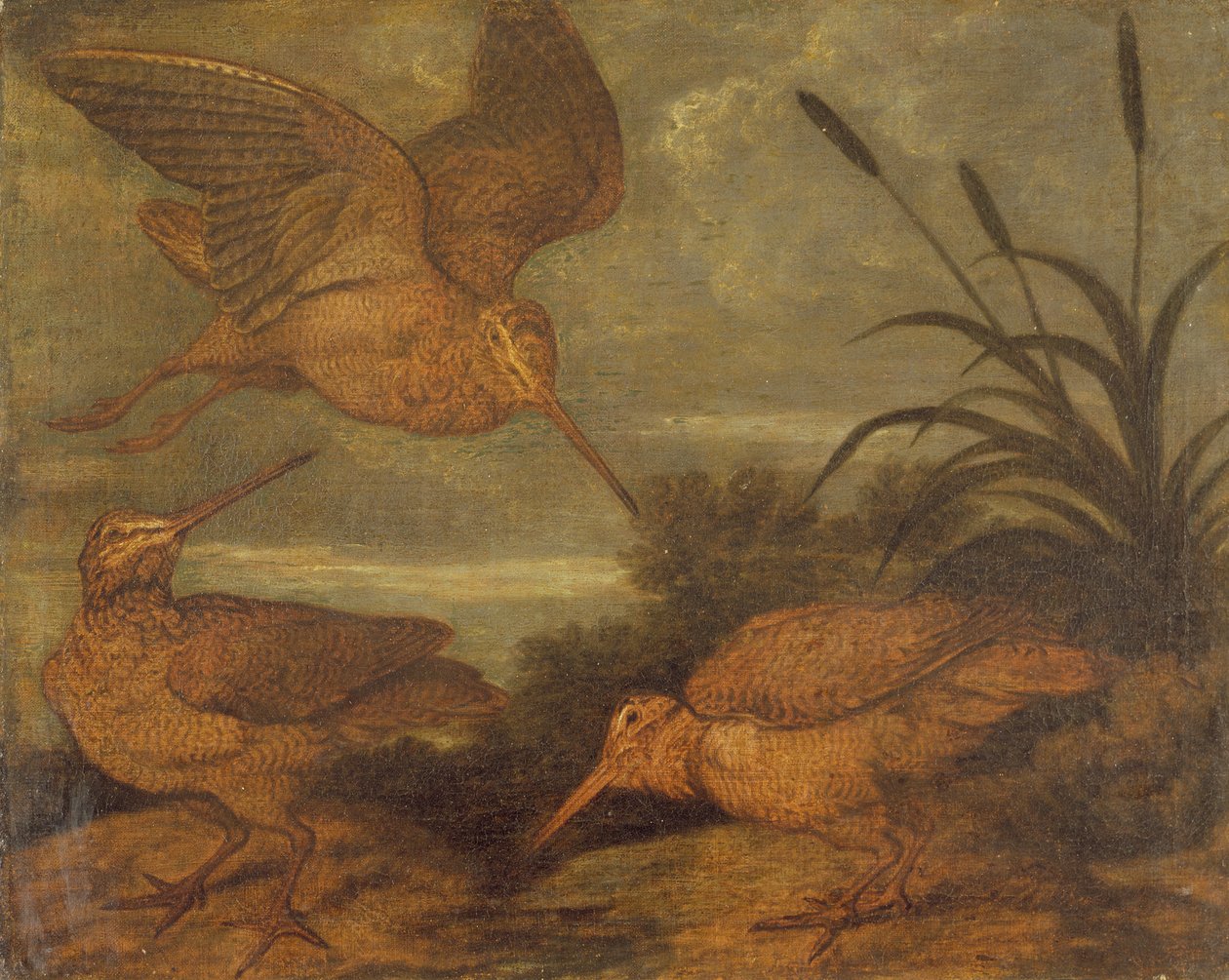 Woodcock at Dusk, noin 1676 tekijältä Francis Barlow