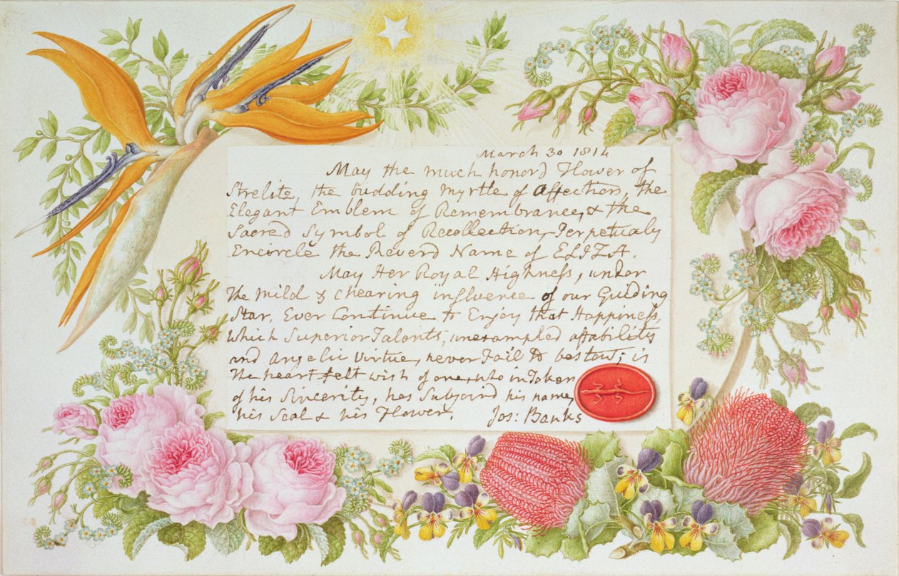 Ympäröi sekakukkia Joseph Banksin kaiverretulla viestillä, 1814 (wc paperilla) tekijältä Francis Bauer