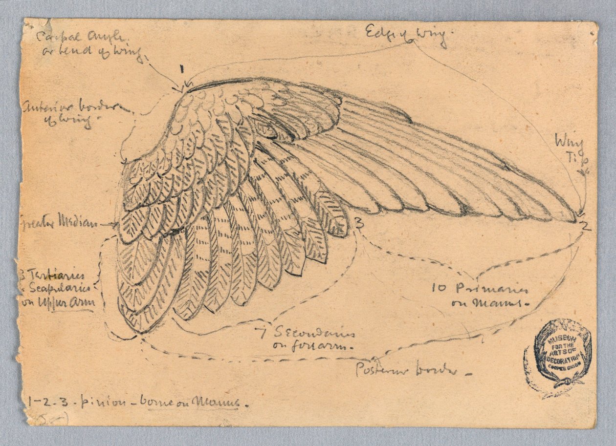 Siiven tutkimus tekijältä Francis Augustus Lathrop