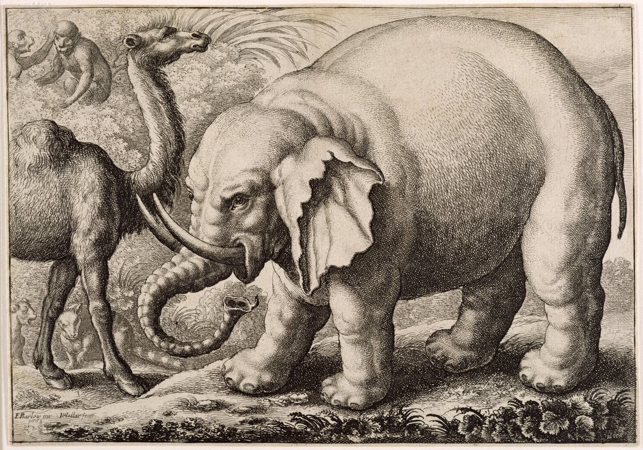 Elefantti ja kameli, kaiverrus Wenceslaus Hollar (1607-77) 1663 tekijältä Francis Barlow