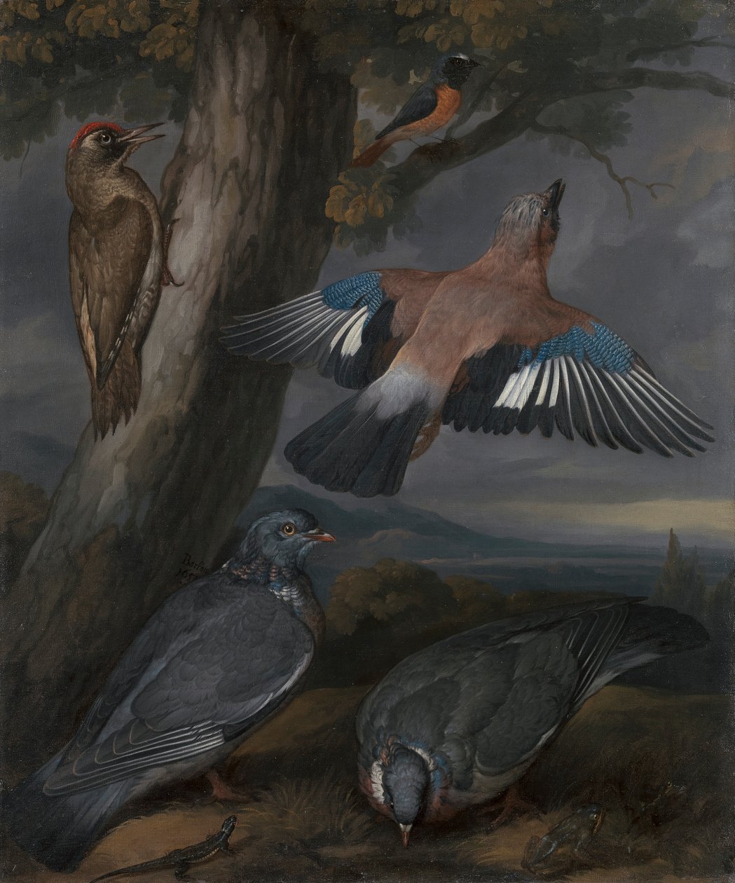 Jay, Vihreä Tikka, Kyyhkyset ja Redstart tekijältä Francis Barlow