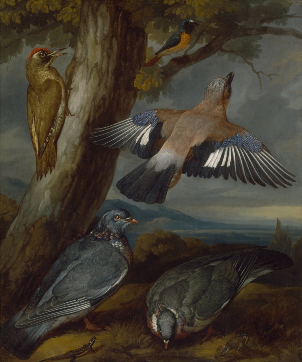 Jay, Green Woodpecker, kyyhkyset, ja Redstart tekijältä Francis Barlow