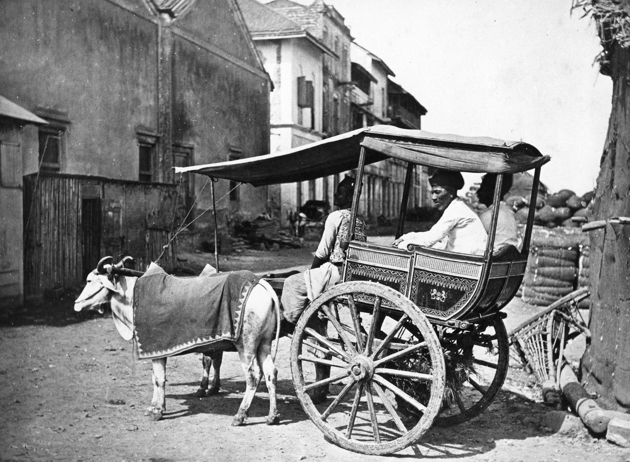 Bombay Hackerry, n. 1875 tekijältä Francis Frith