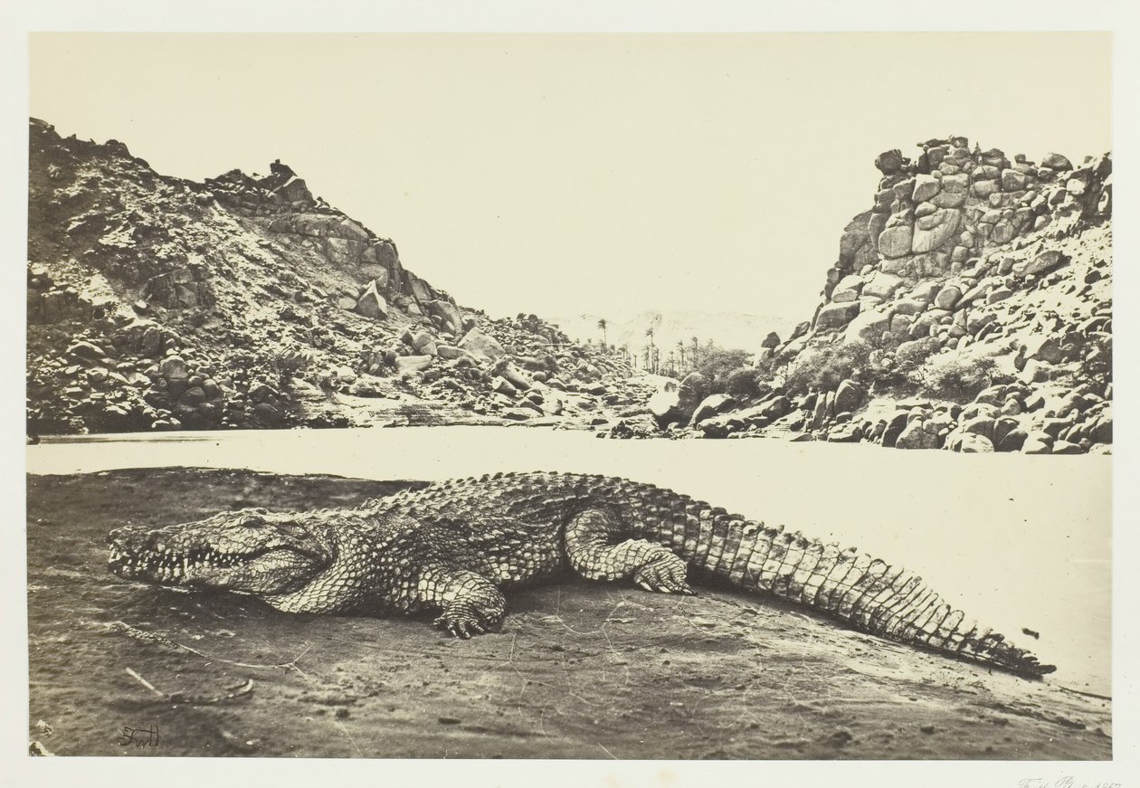 Krokotiili hiekkapenkillä, 1857. tekijältä Francis Frith