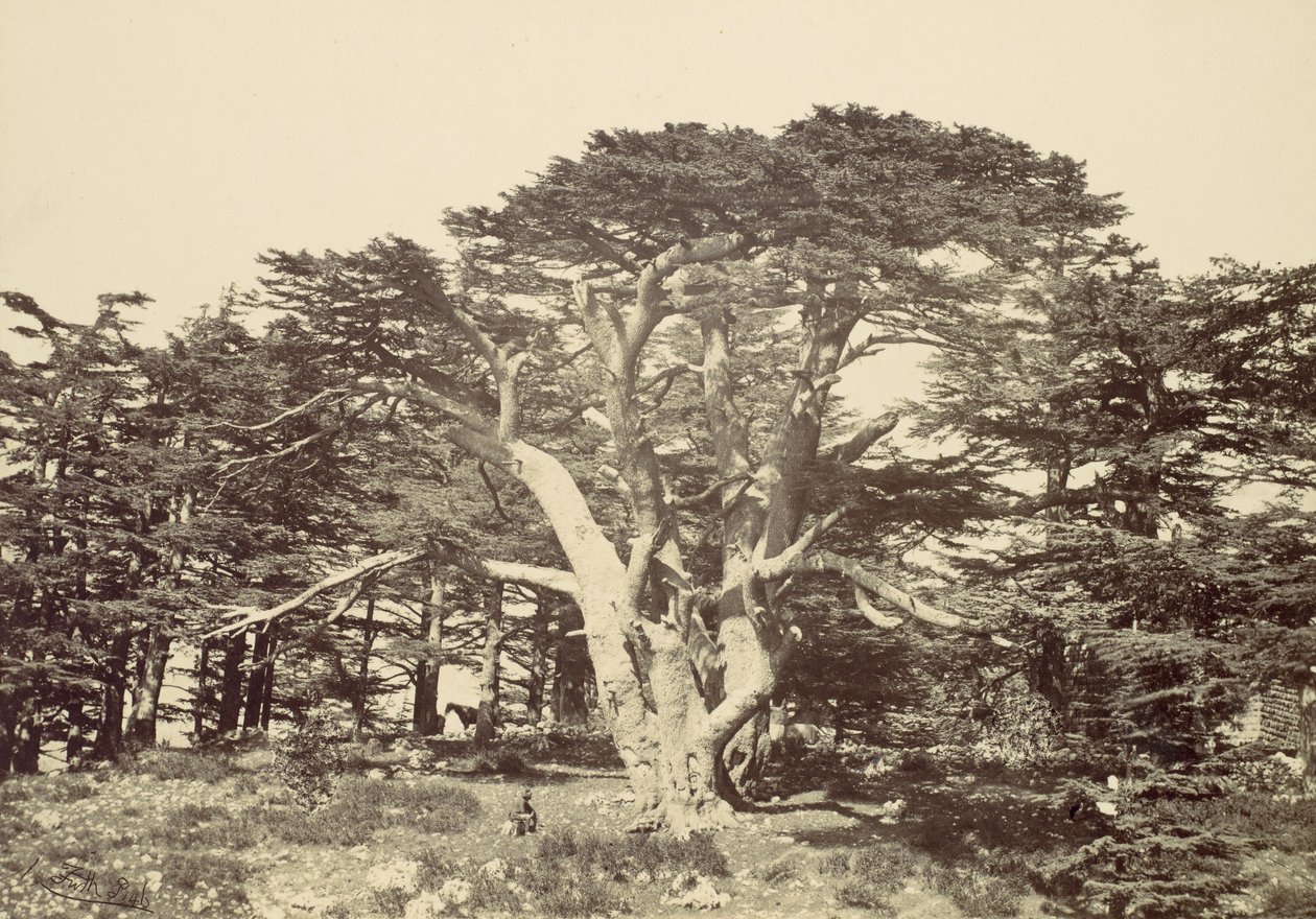 Suurin Cedars, Mount Libanon, 1857. tekijältä Francis Frith