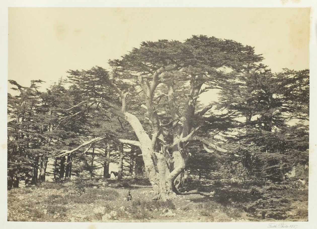 Suurin Cedars, Mount Libanon, 1857. tekijältä Francis Frith