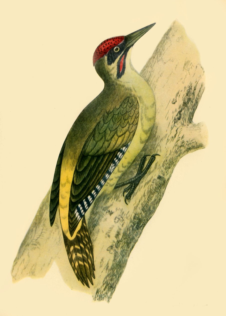 "Green Woodpecker", 1852, 1942 tekijältä Francis Orpen Morris