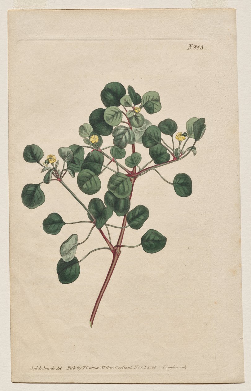 Kasvitieteellinen aikakauslehti tai kukkapuutarha Näytetään: levy 883, Euphorbia Petiolaris. Pitkävartinen Spurge tekijältä Francis Sansom