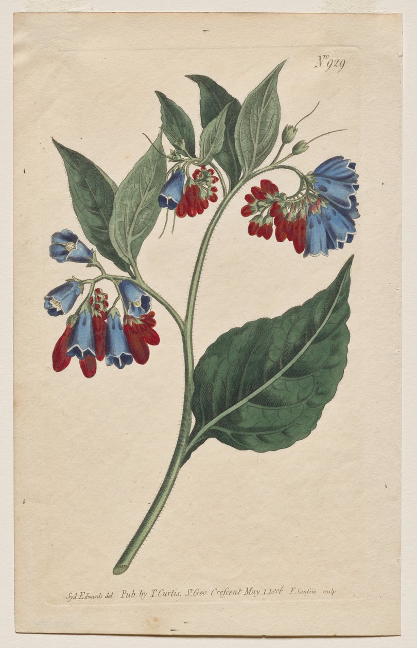 Kasvitieteellinen aikakauslehti tai kukkapuutarha Näytetään: levy 929, Symphyum Asperrim. Prickley Comfrey. [Symphytum asperum] tekijältä Francis Sansom