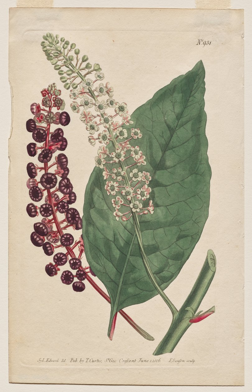 Kasvitieteellinen aikakauslehti tai kukkapuutarha Näytetään: levy 931, Phytolacca Decandra. Virginian Poke. [Phytolaca Americana] tekijältä Francis Sansom