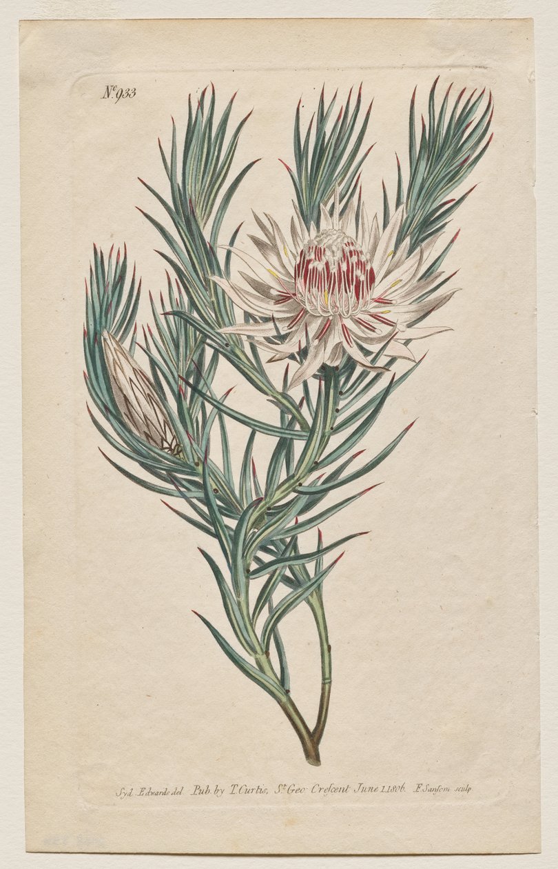 Kasvitieteellinen aikakauslehti tai kukkapuutarha Näytetään: levy 933, Protea mucronifolia. Tikarilehtinen protea. [Protea odorata] tekijältä Francis Sansom