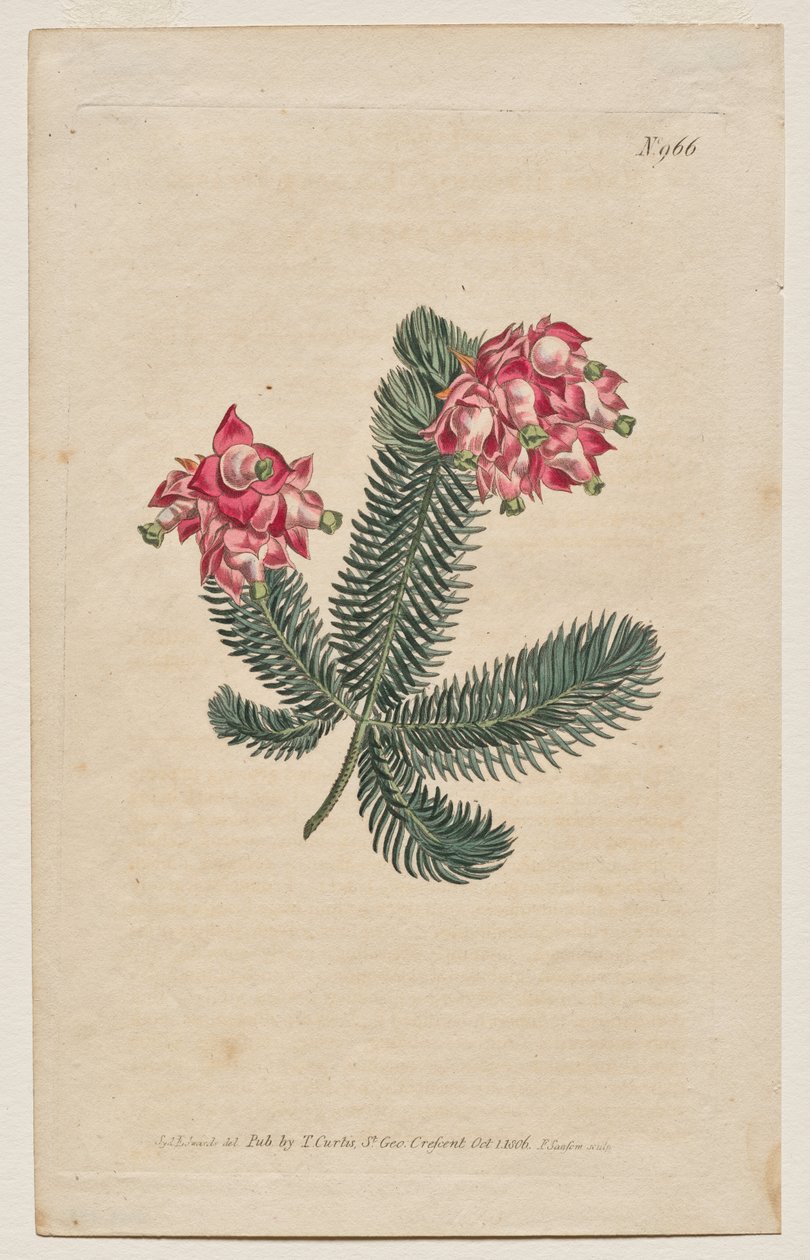 Kasvitieteellinen aikakauslehti tai kukkapuutarha Näytetään: levy 966, Erica Elegans. Elegant Heath [Erica glauca] tekijältä Francis Sansom