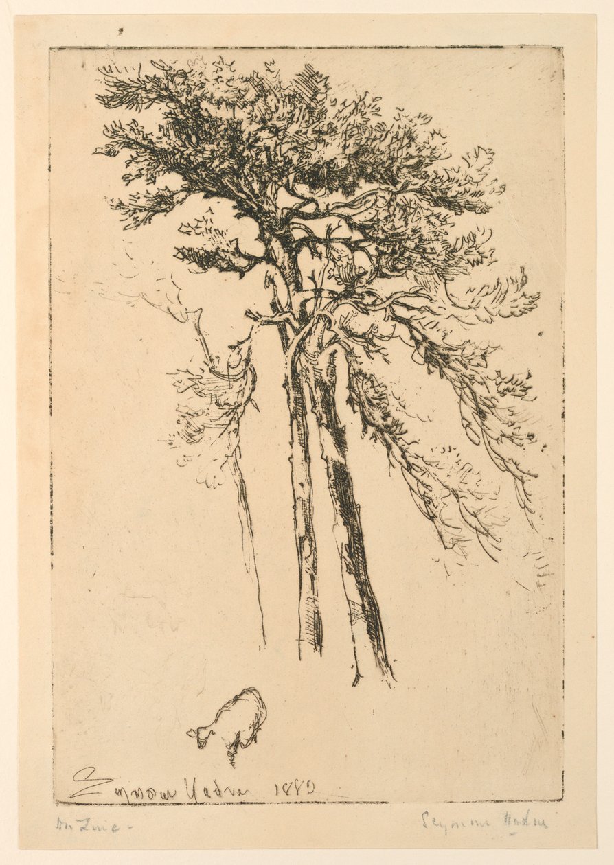 Scotch Firs tekijältä Francis Seymour Haden