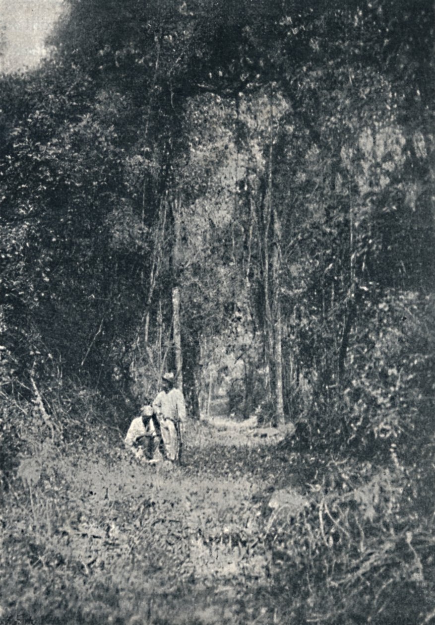 Alto Parana Highway, 1895 tekijältä Francisco Henszler