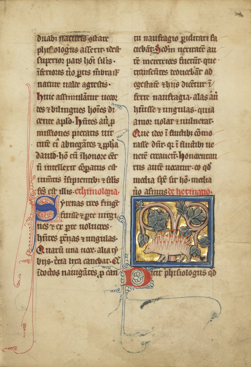 Siili bestiaarista Ms Ludwig XV 4, fol. 82, n. 1280-1300 (tempera, kynä ja muste, lehtikulta ja maali pergamentille) tekijältä Franco Flemish School