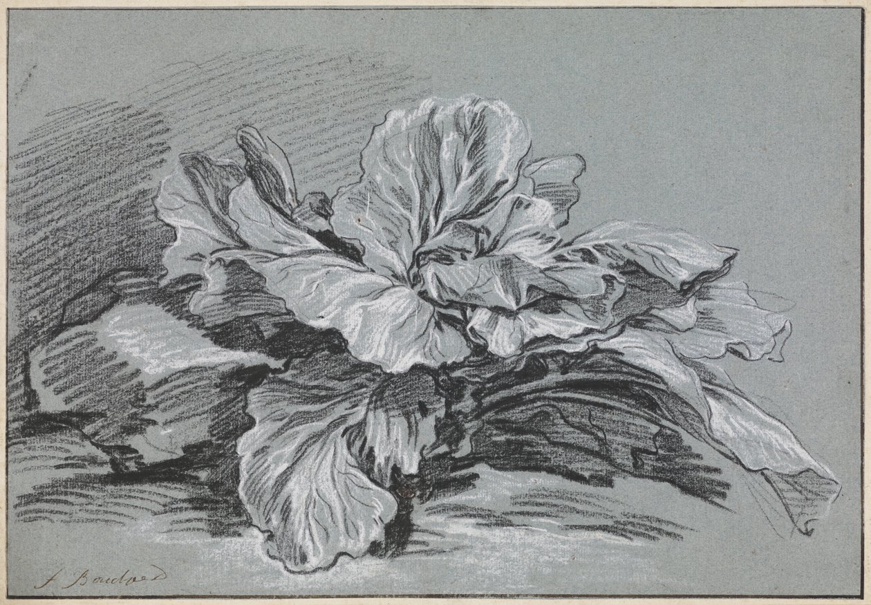 Tutkimus kaalista tekijältä François Boucher