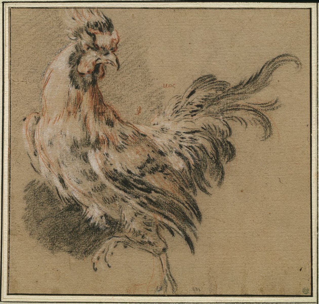 Tutkimus kukosta tekijältä François Boucher