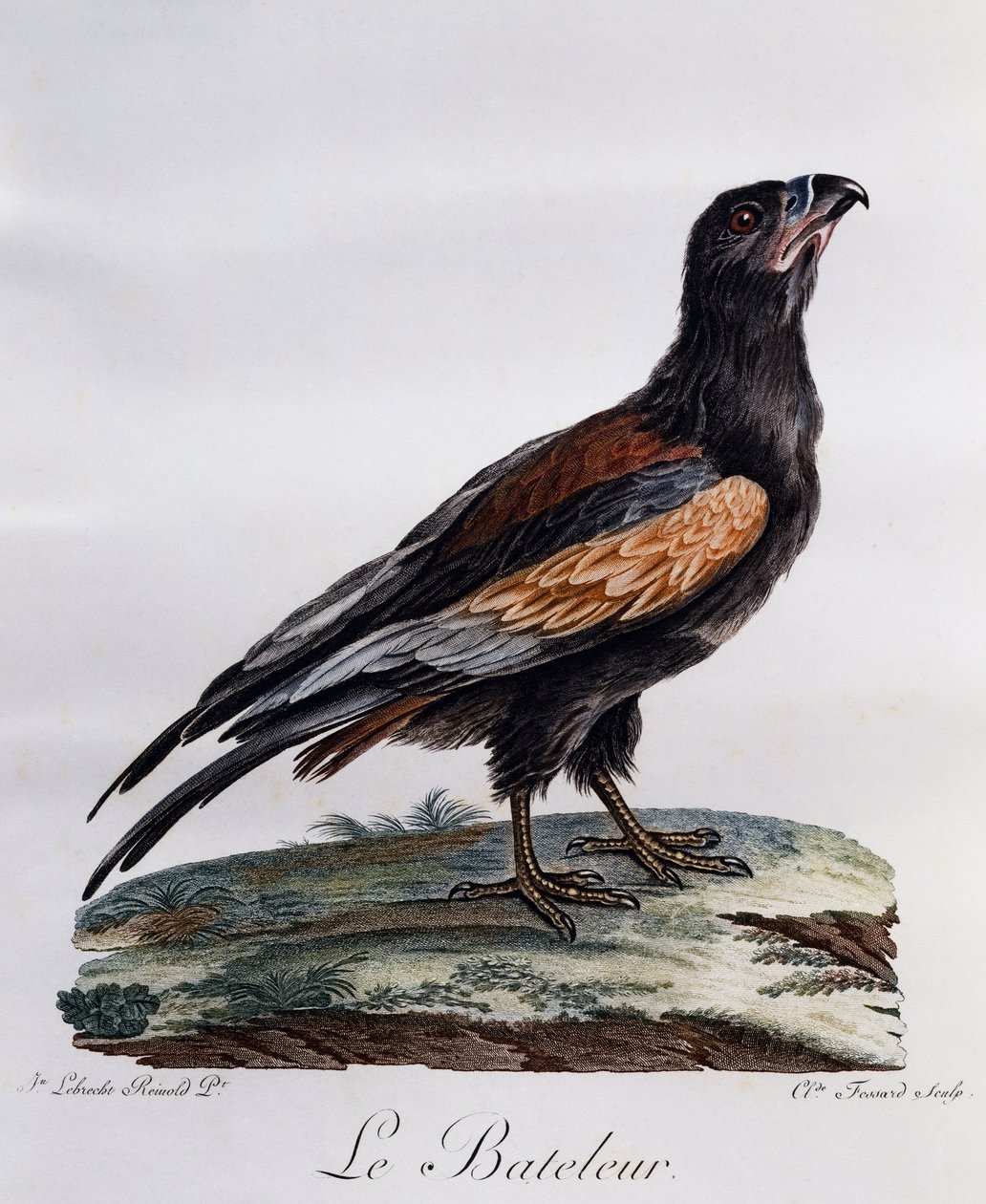 Aikuinen Bateleur (Terathopius ecaudatus), kaiverrus Histoire Naturelle des Oiseaux d