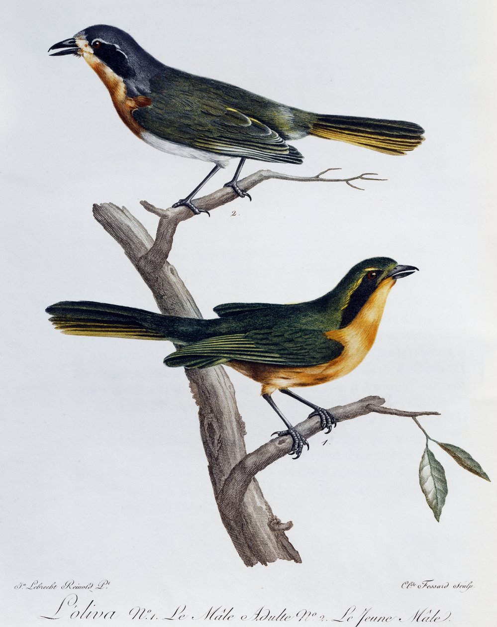 Olive Bushshriken (Telophorus olivaceus) aikuinen uros ja poika, kaiverrus Histoire Naturelle des Oiseaux d