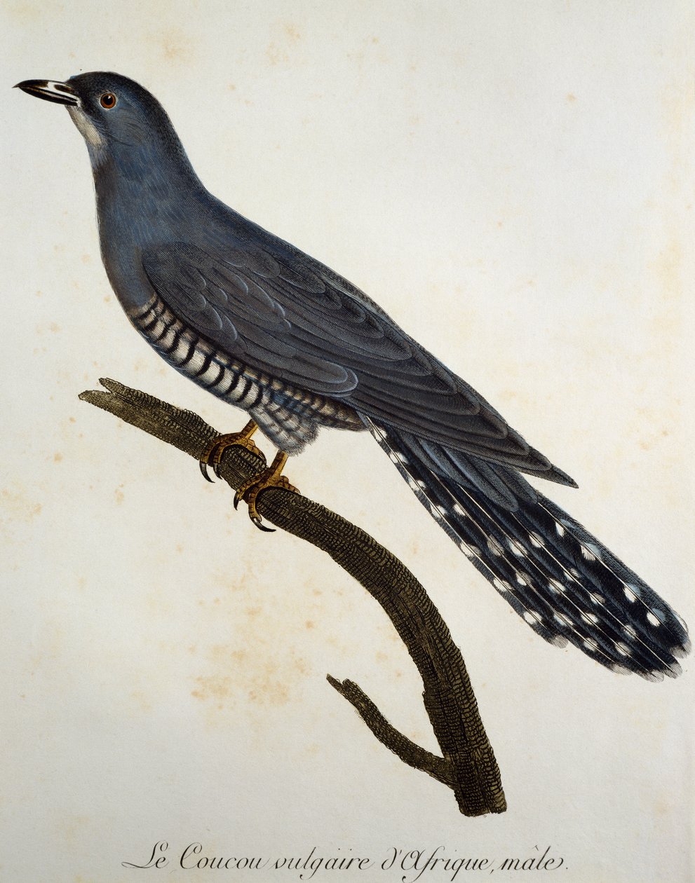 Afrikkalainen käki (Cuculus gularis), kaiverrus Histoire Naturelle des Oiseaux d
