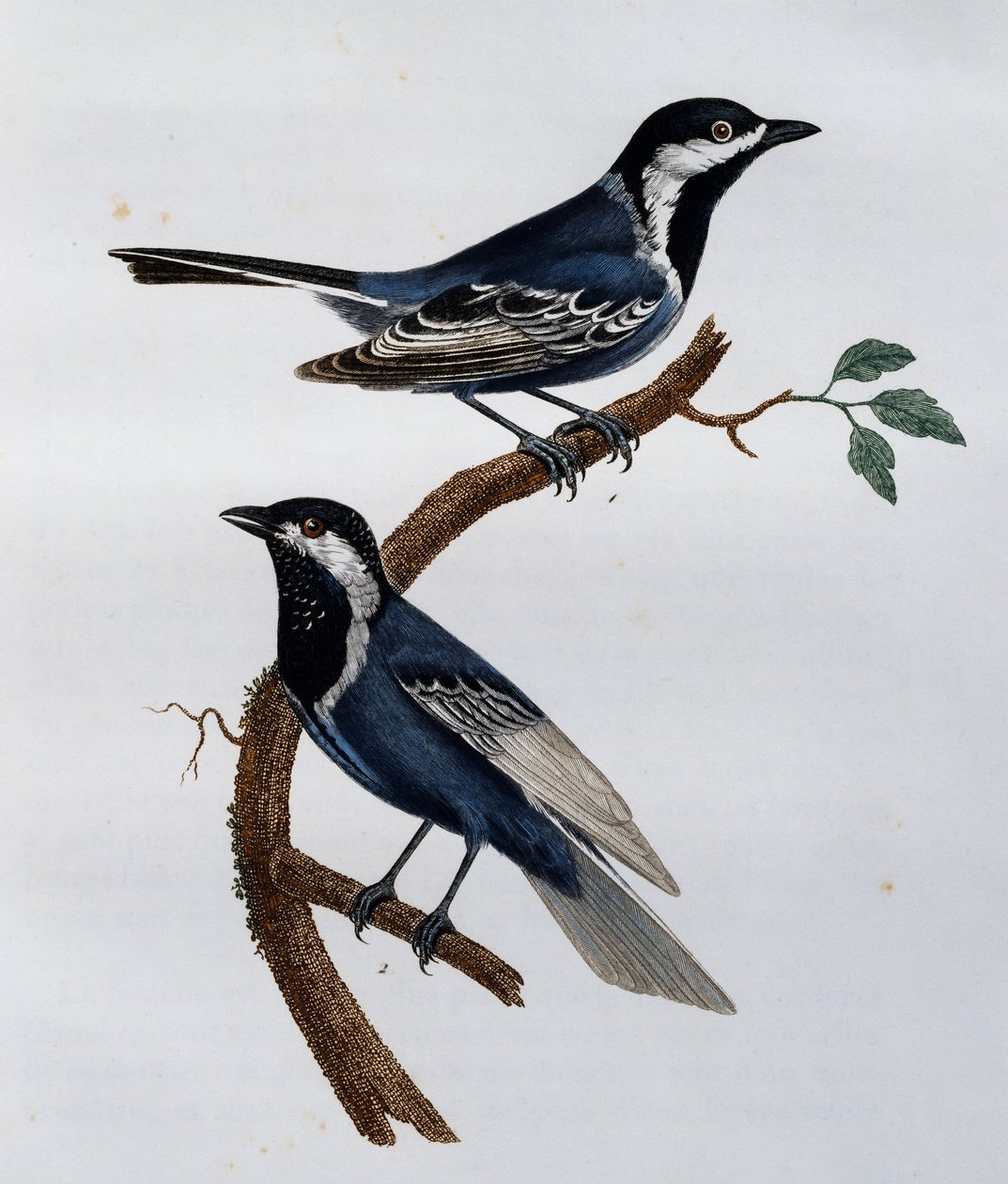 Tuhkatiainen (Parus cinerascens), kaiverrus Histoire Naturelle des Oiseaux d