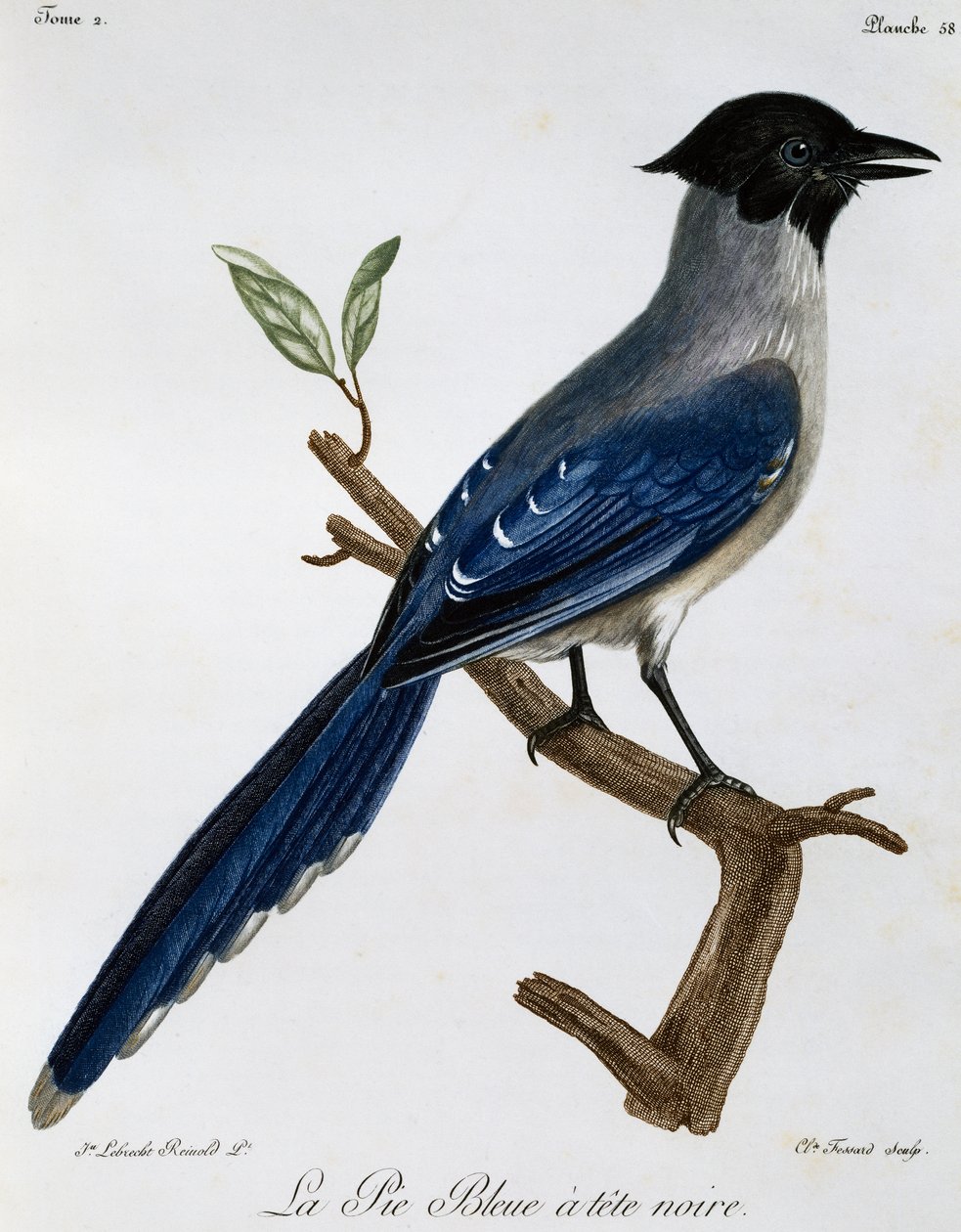 Taivaansininen harakka (Cyanopica cyanus), kaiverrus Afrikan lintujen luonnonhistoriasta tekijältä Francois Le Vaillant