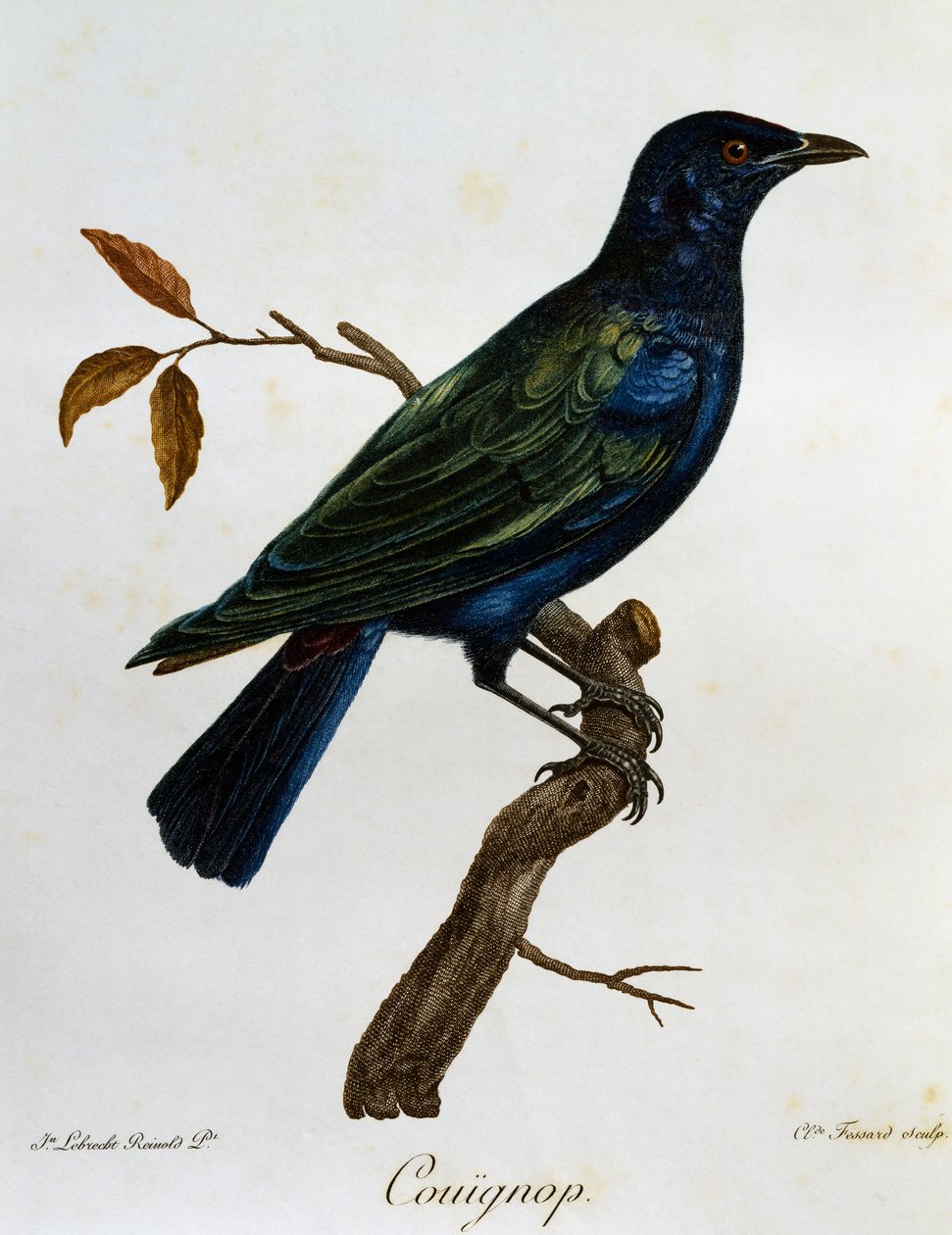 Mustavatsainen kiiltävä kottarainen (Lamprotornis corruscus), kaiverrus Histoire Naturelle des Oiseaux d